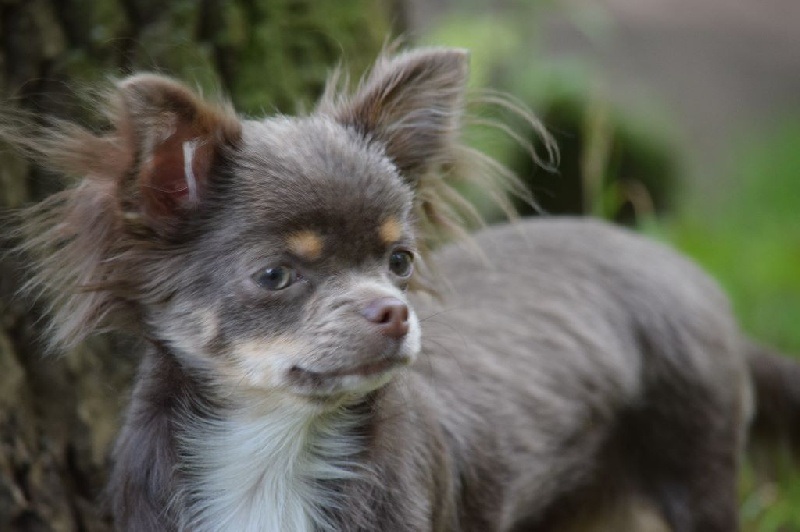 Amicelli candela vom engelsberg