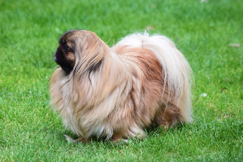 Chi chi baronessa Vom Kaiser-Palais